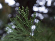 Needles on the giant sequoia are seen in the front yard of Scott and Cathy Hughes of Ridgefield.