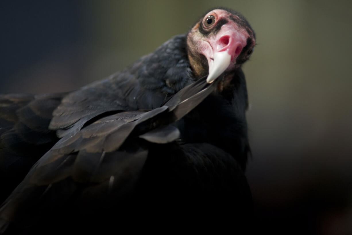 Ruby, a turkey vulture. preens herself during Saturday’s bird show, a BirdFest & Bluegrass event at Ridgefield’s Union Ridge Elementary.