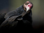 Ruby, a turkey vulture. preens herself during Saturday’s bird show, a BirdFest & Bluegrass event at Ridgefield’s Union Ridge Elementary.