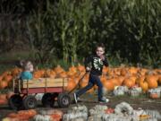 Monday was a picture-perfect day to pick a pumpkin at Clark County’s retail farms. Carson Katain, 4, and his sister, Everley, 2, enjoyed their outing to Joe’s Place Farms in east Vancouver.