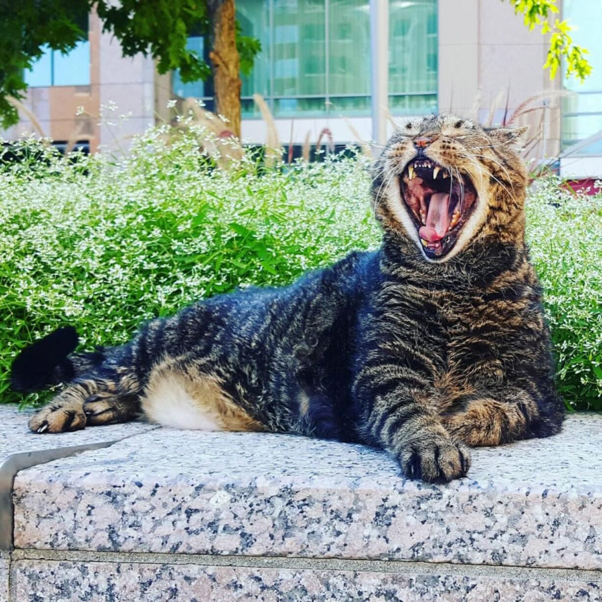 Tucker is Raleigh, N.C.’s 20-year-old feline-about-town.