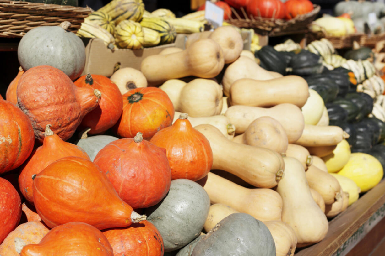 Several species comprise winter squash.