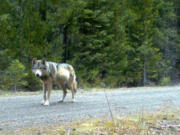 A remote camera captures a photo of gray wolf OR-7 in 2014 in eastern Jackson County, Ore., on U.S. Fish and Wildlife Service land. State and federal wildlife agencies have fitted one of OR-7’s offspring with a tracking collar. U.S.