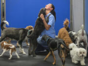 Woof! Play and Stay’s employee Debra Shen gets a kiss from a dog who has been dropped off by its owner.