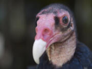 The Columbian files “You talkin’ to me?” Turkey Vultures are considered ugly, awkward and gross - but they’re the Bird of the Year at the Ridgefield National Wildlife Refuge because of their outstanding contributions to natural waste collection and disposal.