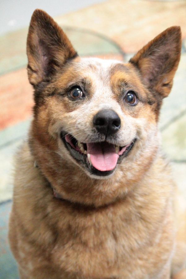 Cheyenne, a volunteer favorite, is a Red Heeler that knows some tricks and loves to smile. This sweet girl does well with both people and other dogs. These pets are among those available for adoption from 11 a.m. to 2 p.m. Monday through Saturday at West Columbia Gorge Humane Society, 2675 S. Index St., Washougal. Fees include spay/neuter, microchip, vaccinations and flea treatment. Call 360-335-0941 for the dog shelter, 360-835-3464 for the cat shelter, or adoptions@wcghs.org.