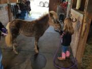 Andalucia Yandell, 6, of Vancouver holds her pony, Trigger, who got loose Monday morning and led law enforcement on a chase near the Vancouver Mall. Clark County Animal Protection and Control captured the pony and found a foster home where he stayed until his owners could be found.