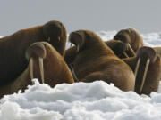 Pacific walrus cows and yearlings rest on ice in Alaska. The Trump administration will not add Pacific walrus to the threatened species list. The U.S. Fish and Wildlife Service announced Wednesday, Oct. 4, 2017, that it can't say with certainty that walrus are likely to become endangered despite an extensive loss of Arctic sea ice due to global warming. (Joel Garlich-Miller/U.S.