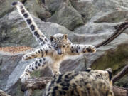 In this Oct. 10, 2017 photo, a female snow leopard cub leaps towards another leopard at the Bronx Zoo in New York. The zoo announced Thursday, Oct. 26, that the snow leopard cub, sometimes called a "ghost cat," has made its public debut just in time for Halloween.