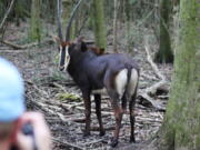 A sable antelope appears during a media tour Sept. 26 in the new breeding facility in New Orleans.