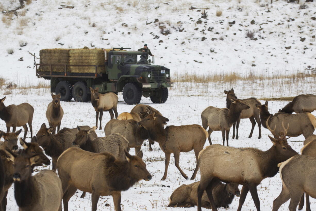 Nick Steveson, a worker for the Washington Department of Fish and Game, surveys elk in December before dropping hay at Oak Creek Wildlife Area near Naches.