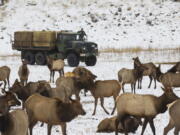 Nick Steveson, a worker for the Washington Department of Fish and Game, surveys elk in December before dropping hay at Oak Creek Wildlife Area near Naches.