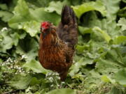 A rapid increase in the number of backyard chicken pens in cities and suburbs across the country has brought with it a record number of salmonella illnesses that have public health officials concerned. The U.S. Centers for Disease Control and Prevention says treating chickens like pets contributes to the problem.