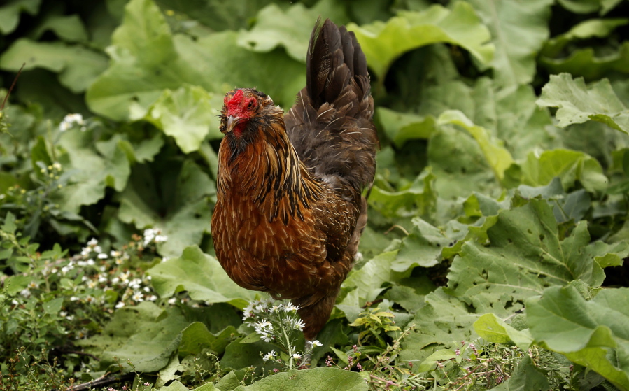 A rapid increase in the number of backyard chicken pens in cities and suburbs across the country has brought with it a record number of salmonella illnesses that have public health officials concerned. The U.S. Centers for Disease Control and Prevention says treating chickens like pets contributes to the problem.