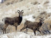 Bighorn sheep graze near the Big Pines Recreation Area in the Yakima River Canyon in 2008.