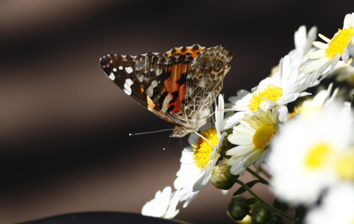 A painted lady butterfly lands on a daisy Wednesday in a garden in downtown Denver.