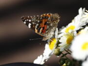 A painted lady butterfly lands on a daisy Wednesday in a garden in downtown Denver.