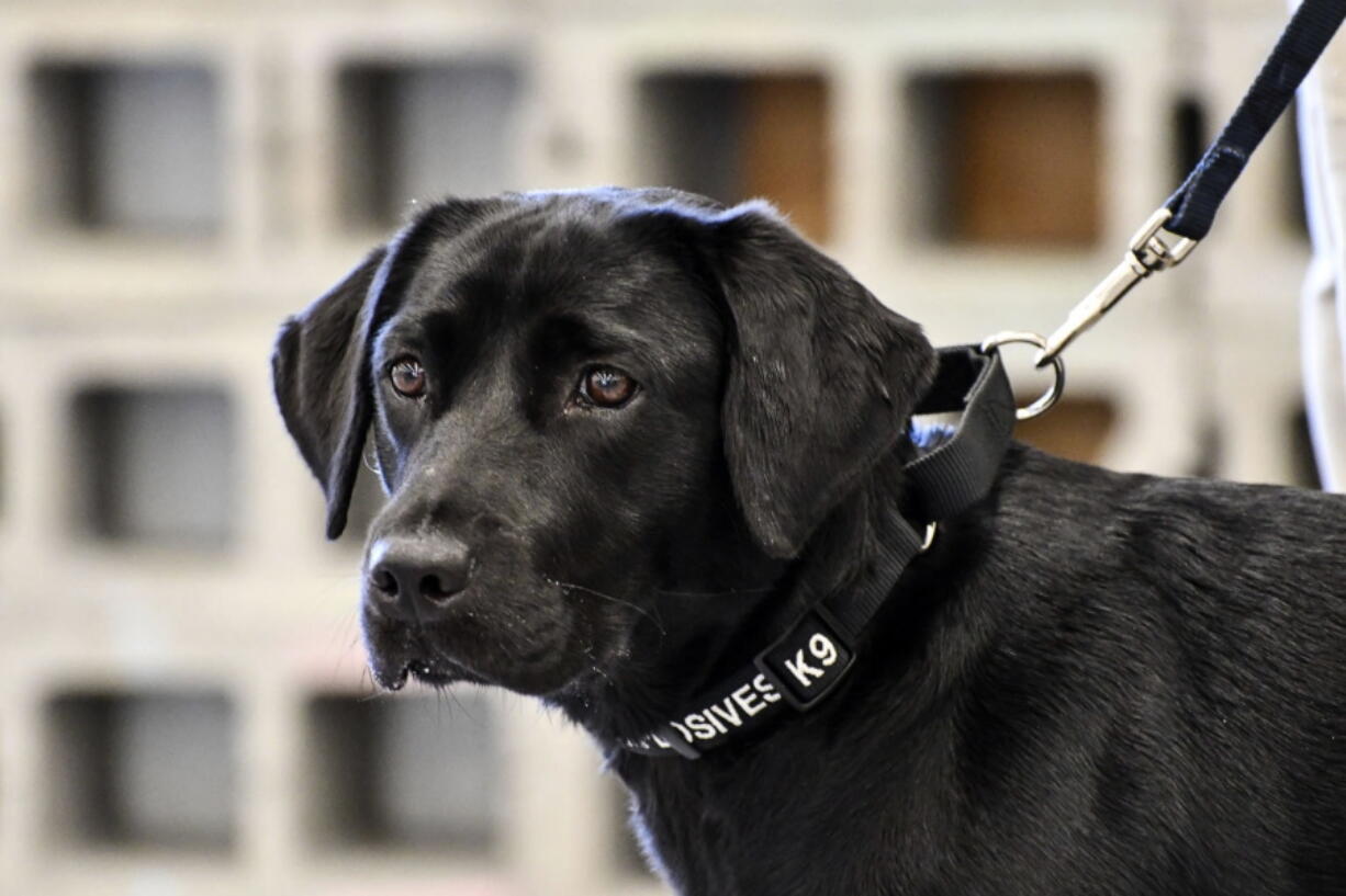 Young detector dog Lulu during her initial training as a bomb detector dog.