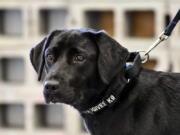 Young detector dog Lulu during her initial training as a bomb detector dog.