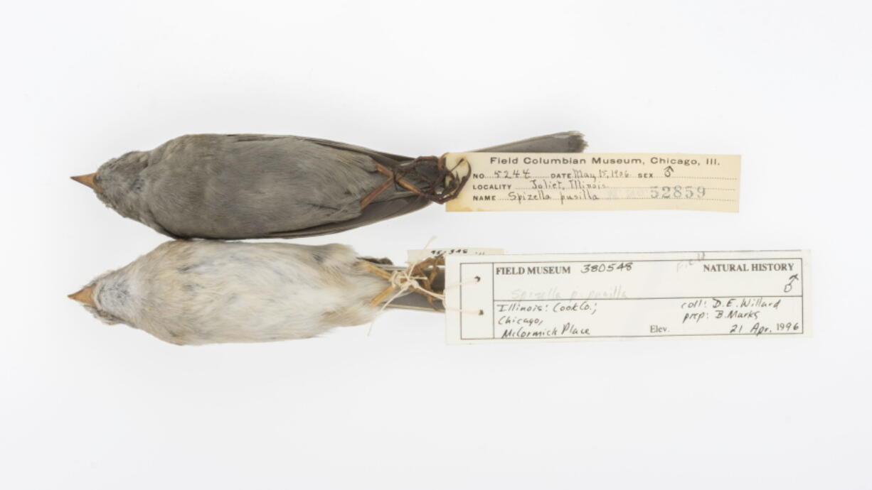 This image provided by Carl Fuldner and Shane DuBay show Field Sparrows, from 1906, top, and from 1996, bottom, that are in the The Field Museum collection. Scientists say more than 1,000 dirty stuffed old birds from Midwestern museums are helping them better understand a key global warming particle. Researchers found birds from about 100 years ago showed lots more black carbon, often called soot, than just 20 or 30 years later, and more than scientists had thought. That’s important because black carbon is a potent heat-trapping molecule.