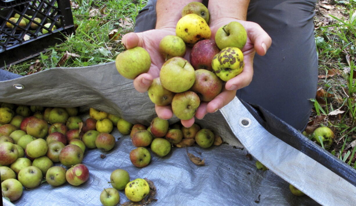 In this Oct. 3, 2017 photo, David Dolginow, co-founder of Shacksbury Cider, picks up wild apples in Rochester, Vt. As the craft cider industry continues its resurgence with not enough commercial cider apples available, some cider makers are foraging for wild apples that have links to the country’s early cider making history.