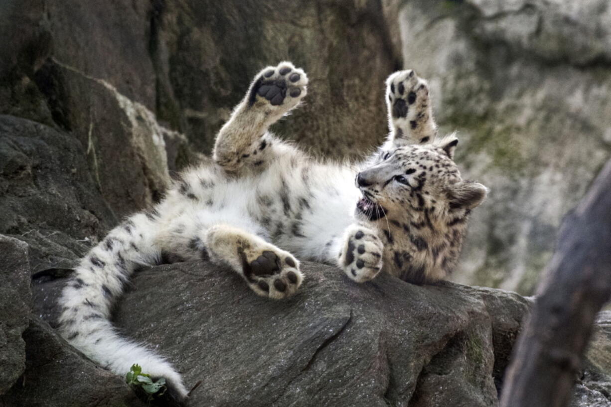 This Sept. 7, 2017 photo provided by the Wildlife Conservation Society shows a female snow leopard cub at the Bronx Zoo in New York. The zoo announced Thursday, Oct. 26, that the snow leopard cub, sometimes called “ghost cats,” has made its public debut just in time for Halloween.