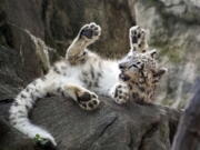 This Sept. 7, 2017 photo provided by the Wildlife Conservation Society shows a female snow leopard cub at the Bronx Zoo in New York. The zoo announced Thursday, Oct. 26, that the snow leopard cub, sometimes called “ghost cats,” has made its public debut just in time for Halloween.