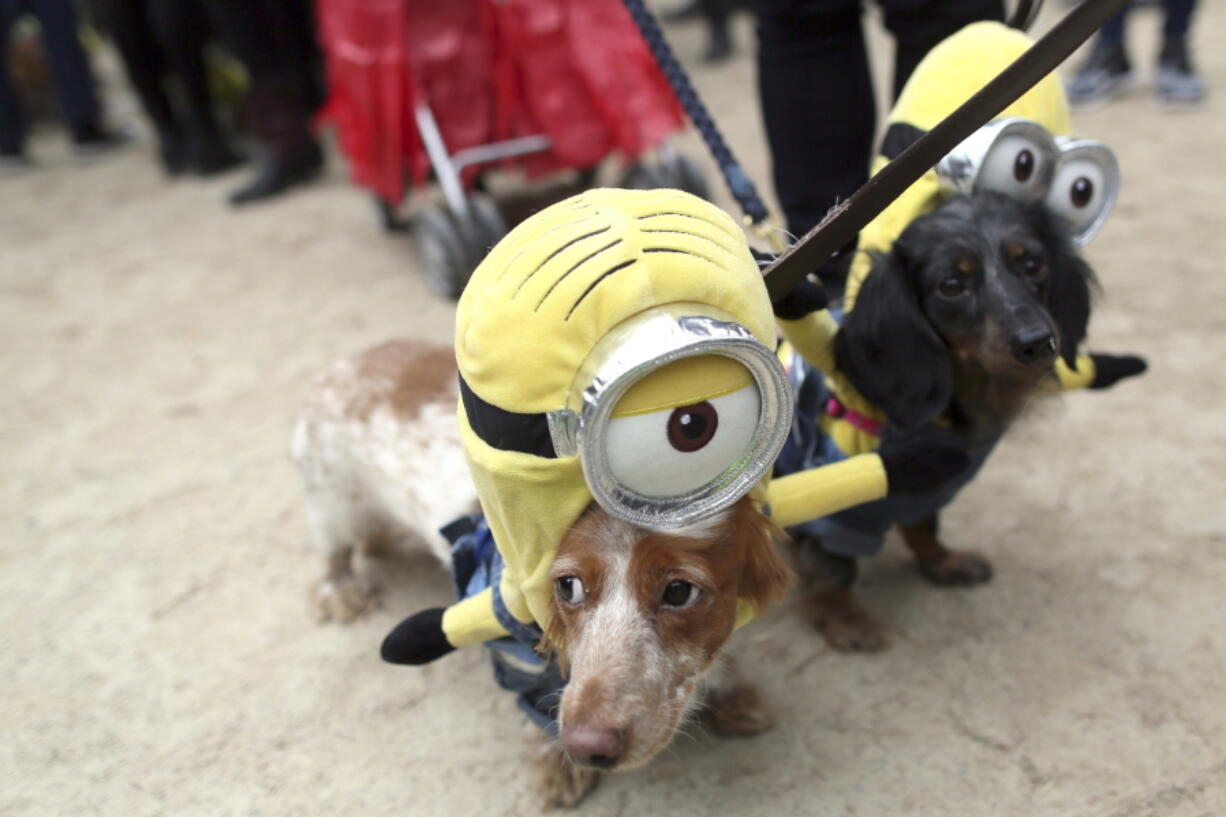 In this Oct. 24, 2015, file photo, Dachshunds Eli, left, and Emily in Minion costumes participate in the annual Tompkins Square Halloween Dog Parade in New York. It’s a trick-or-treating tradition: Dump the night’s candy haul onto the living room floor to pick out the gems, or do some horse trading with siblings and friends. The excitement — and sugar rush — may leave humans unaware that all that candy might just be lethal for pet dogs and cats, however.