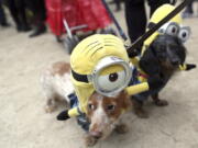 In this Oct. 24, 2015, file photo, Dachshunds Eli, left, and Emily in Minion costumes participate in the annual Tompkins Square Halloween Dog Parade in New York. It’s a trick-or-treating tradition: Dump the night’s candy haul onto the living room floor to pick out the gems, or do some horse trading with siblings and friends. The excitement — and sugar rush — may leave humans unaware that all that candy might just be lethal for pet dogs and cats, however.