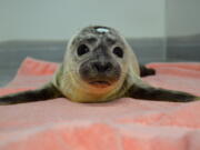 In this 2017 photo provided by the National Marine Life Center, a seal pup named “Giseal Bündchen” is treated at the facility on Cape Cod, Mass. Giseal, along with another celebrity-named harbor seal pup, was set free on a Massachusetts beach on Tuesday, Oct. 17, 2017.