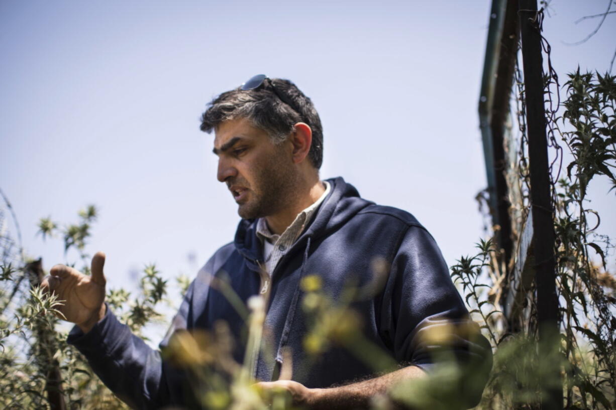 Abdel Rahman Sultan, park director, shows different types of native plants that have flourished on the protected land at the Sharhabil bin Hassneh Eco Park, located in the northern Jordan Valley near the Jordan-Israel border. Studies suggest parched Jordan is being hit hard by climate change, getting hotter and drier than previously anticipated. Yet large-scale solutions such as a cross-border desalination project with Israel are entangled in politics.