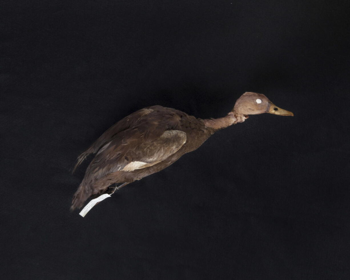 This October 2017 photo provided by the Cornell University Museum of Vertebrates shows a specimen of a pink-headed duck in Ithaca, N.Y. Because of the age of the specimen, the head has changed colors. In October 2017, Richard Thorns plans to launch a seventh expedition into the inaccessible wilds of Myanmar to search for the pink-headed duck that hasn’t been seen alive since 1949, and that was in India. No one has seen the bird alive in Myanmar in more than a century.