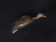 This October 2017 photo provided by the Cornell University Museum of Vertebrates shows a specimen of a pink-headed duck in Ithaca, N.Y. Because of the age of the specimen, the head has changed colors. In October 2017, Richard Thorns plans to launch a seventh expedition into the inaccessible wilds of Myanmar to search for the pink-headed duck that hasn’t been seen alive since 1949, and that was in India. No one has seen the bird alive in Myanmar in more than a century.