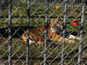 A tiger is seen at the Tiger Truck Stop in Grosse Tete, La. The tiger has died at the age of 17.