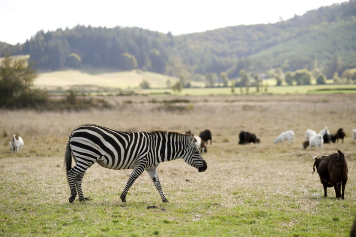 Zinfandel watches over goats on a farm along Airport Road near Lebanon, Ore., Monday Oct. 2, 2014. Zinfandel, a female Grant's zebra, is extremely protective of the goats raised by her owners, Norman and Rosalinda Vizina of Lebanon, Ore.