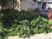 Fallen limbs litter a yard in the Mount Vista neighborhood north of Vancouver on Friday after an EF-0 tornado swept through the area the day before.