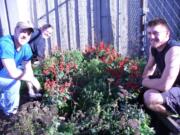 Hazel Dell: Clark College students prepare the Hazel Dell School and Community Garden for winter. Besides weeding, pruning and covering growing beds, they were also allowed to harvest the garden, taking home carrots, kiwi, kale, beets and pumpkins.