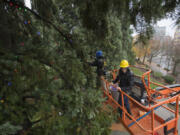 Austen Radnall, left, and Dustin Davis of St. Mary’s Services move up a Douglas fir at Esther Short Park on Wednesday morning, stringing Christmas lights. At top, Cody Taplin of St. Mary’s Services gets ready to position a string of multi-colored lights.