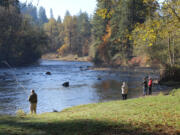 Attendees of the Clark-Skamania Flyfishers fall casting clinic try their hand at casting over the East Fork Lewis River at Lewisville Park near Battle Ground. The clinic featured tips on three different kinds of fly casting, including traditional, spey rod, and tenkara fly casting.