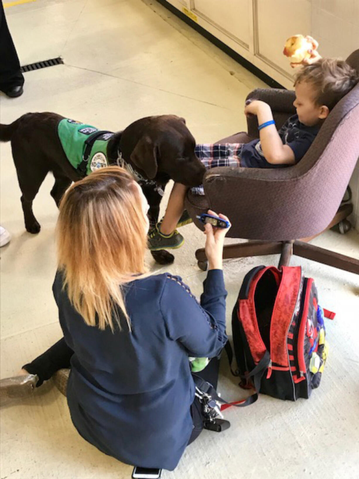 Slash, a chocolate Lab, is a diabetes detection dog.