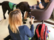 Slash, a chocolate Lab, is a diabetes detection dog.