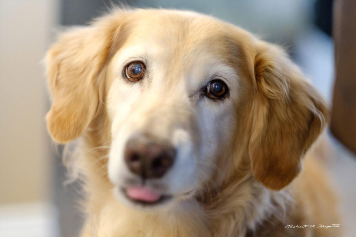 Chi Chi was reticent to interact at first, but that changed in a matter of months. Now, Chi Chi’s owners said, she is constantly wagging her tail. MUST CREDIT: Photo by Bob Fugate.