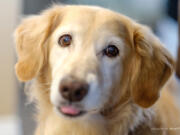 Chi Chi was reticent to interact at first, but that changed in a matter of months. Now, Chi Chi’s owners said, she is constantly wagging her tail. MUST CREDIT: Photo by Bob Fugate.