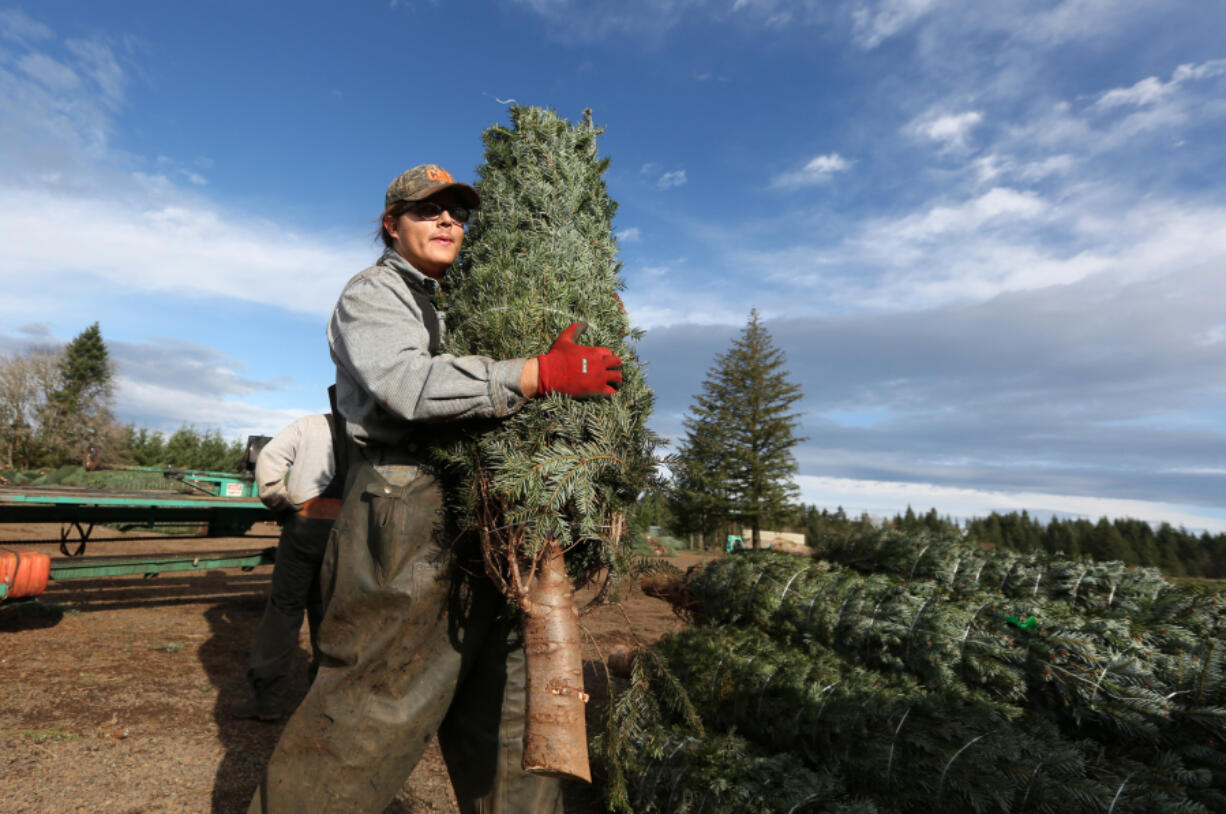 Gerald Beard and other workers at Hupp Farms in Silverton, Ore., bale and sort Christmas trees in November 2016. A shortage of Christmas trees in Oregon could drive up prices across the country.