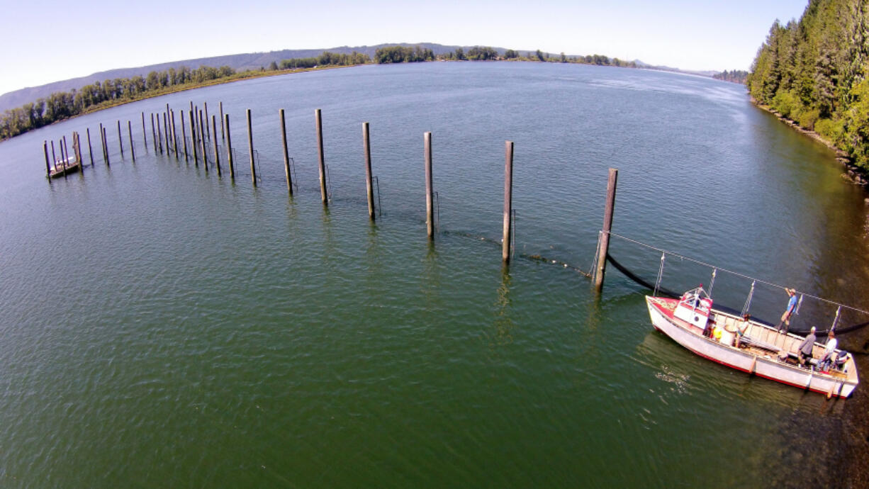 An experimental salmon trap extends from the shore of the Columbia River near Cathlamet. Salmon are directed into the trap by nets strung perpendicular to the riverbank. Historically these lead nets would extend up to a mile into the river.