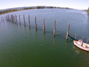 An experimental salmon trap extends from the shore of the Columbia River near Cathlamet. Salmon are directed into the trap by nets strung perpendicular to the riverbank. Historically these lead nets would extend up to a mile into the river.