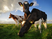 Livestock methane emissions may be one of the largest contributors to increases in the atmosphere.