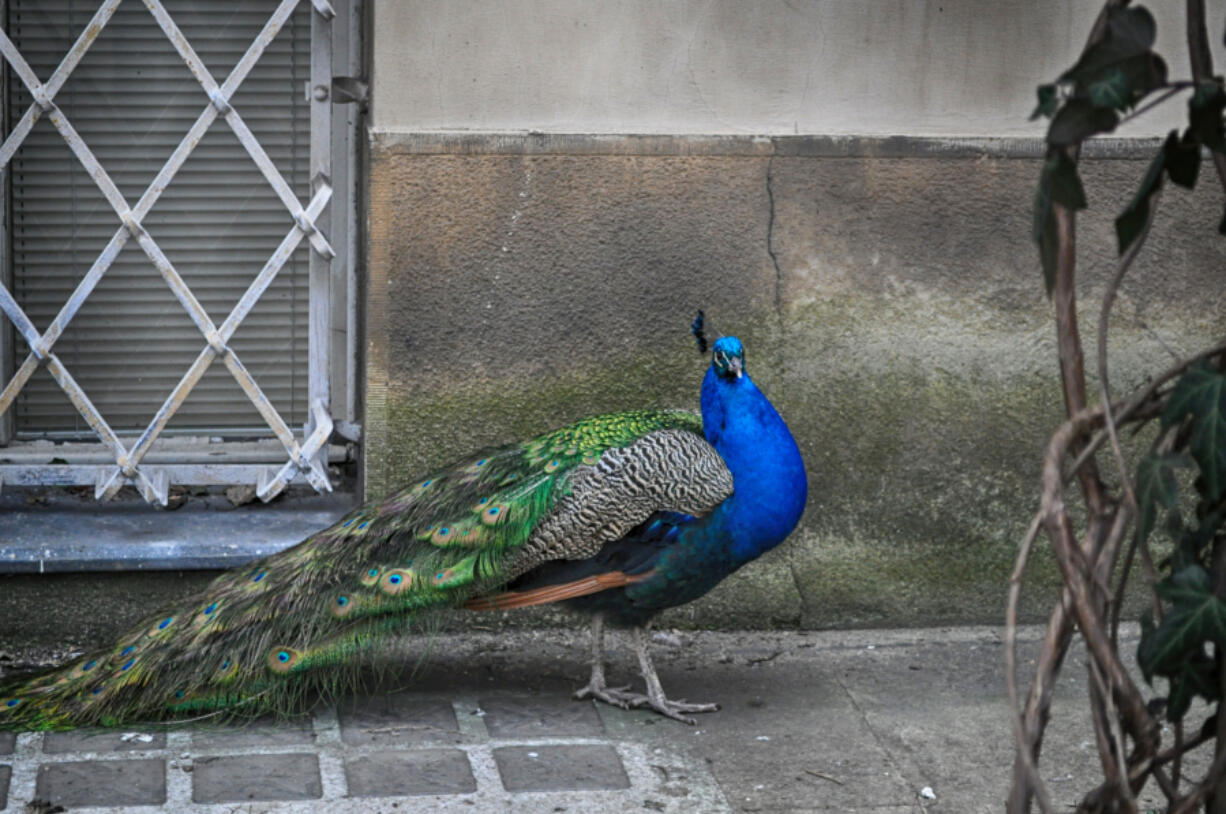 An Iowa man known as Mr. Peacock is taking in Miami peacocks that are driving residents crazy.