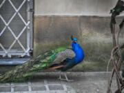 An Iowa man known as Mr. Peacock is taking in Miami peacocks that are driving residents crazy.