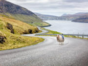 Faroese sheep were strapped with cameras in a bid to get Google’s attention. Mission accomplished.